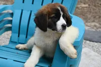 Briggs 4943 M Avail w or w/o registration, a male Saint Bernard for sale in Kansas City, MO – Photo 4 of 10