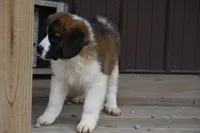 Briggs 4943 M Avail w or w/o registration, a male Saint Bernard for sale in Kansas City, MO – Photo 8 of 10