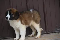 Briggs 4943 M Avail w or w/o registration, a male Saint Bernard for sale in Kansas City, MO – Photo 6 of 10