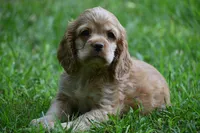 Cocker Spaniel Buff / Registered / Pedigree / Beautiful Pup!, a male Cocker Spaniel for sale in Kansas City, MO – 5 of 5
