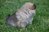 Miny Tiny Dark Gray Sable Wolf Brows Fluffy / Registered / Pedigree, a female Pomeranian for sale in Kansas City, MO – 7 of 10