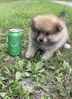 Miny Tiny Dark Gray Sable Wolf Brows Fluffy / Registered / Pedigree, a female Pomeranian for sale in Kansas City, MO – 9 of 10