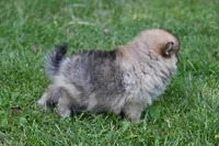 Miny Tiny Dark Gray Sable Wolf Brows Fluffy / Registered / Pedigree, a female Pomeranian for sale in Kansas City, MO – 3 of 10