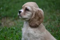 Blonde Beauty Cocker Male Pedgiree Registered Ready to go home. , a male Cocker Spaniel for sale in Kansas City, MO – 4 of 8