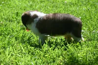 Female Purebred St Bernard Registered / Pedigree Female Cherrilyn, a female Saint Bernard for sale in Kansas City, MO – 6 of 10