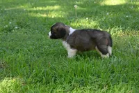Lassie Purebred St Bernard Registered / Pedigree female , a female Saint Bernard for sale in Kansas City, MO – 9 of 10