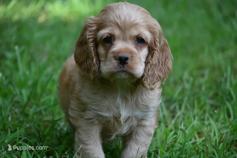 Cocker Spaniel Buff / Registered / Pedigree / Beautiful Pup! – Cocker Spaniel puppy for sale in Kansas City, MO