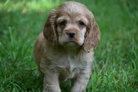 Cocker Spaniel Buff / Registered / Pedigree / Beautiful Pup!, a male Cocker Spaniel for sale in Kansas City, MO – 1 of 5