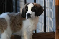 processed/f474c370-a41a-4d6e-9302-3dc1747fd9f5/listing/3ab65840-75e5-4bcf-9bd0-61fa6a071630/584f428a-5201-4cf2-9a9d-a17f4c641709