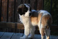 processed/f474c370-a41a-4d6e-9302-3dc1747fd9f5/listing/3ab65840-75e5-4bcf-9bd0-61fa6a071630/6e6cb755-bf20-4a5f-8cb2-a58421e392ee