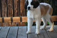 processed/f474c370-a41a-4d6e-9302-3dc1747fd9f5/listing/3ab65840-75e5-4bcf-9bd0-61fa6a071630/7dffe5cf-5ee5-44c1-92ed-412d2c10d467