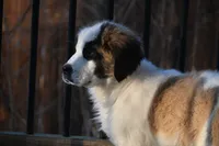 processed/f474c370-a41a-4d6e-9302-3dc1747fd9f5/listing/3ab65840-75e5-4bcf-9bd0-61fa6a071630/e2d34ad8-9862-474d-8f9e-77a28c6ecf07