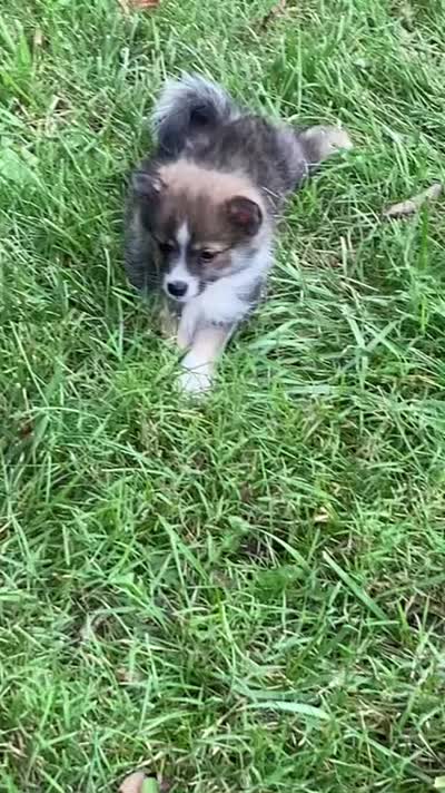 MIcro Tiny Gray Sable Wolf Mask / Registered / Pedigree, a female Pomeranian for sale in Kansas City, MO – 5 of 10
