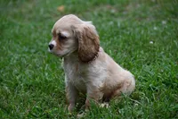 Blonde Beauty Cocker Male Pedgiree Registered Ready to go home. , a male Cocker Spaniel for sale in Kansas City, MO – 8 of 8