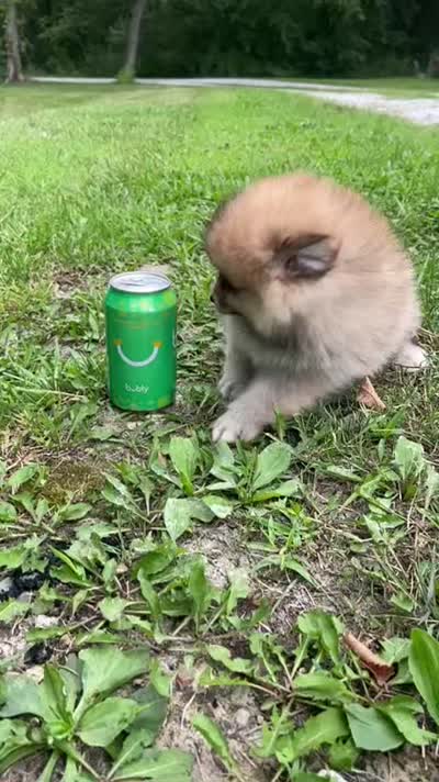 Miny Tiny Dark Gray Sable Wolf Brows Fluffy / Registered / Pedigree, a female Pomeranian for sale in Kansas City, MO – 2 of 10