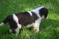 Simon Purebred St Bernard Registered / Pedigree Male, a male Saint Bernard for sale in Kansas City, MO – 8 of 10