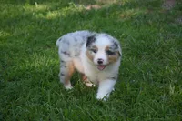 Blue Merle Female Sophie Blue Eyes, a female Australian Shepherd for sale in Kansas City, MO – 8 of 10