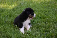 Tri Male Brutus, a male Australian Shepherd for sale in Kansas City, MO – 4 of 8