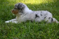 Blue Merle Female Ellyse Blue Eyes, a female Australian Shepherd for sale in Kansas City, MO – 9 of 10