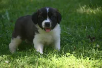 Female Purebred St Bernard Registered / Pedigree Female Cherrilyn, a female Saint Bernard for sale in Kansas City, MO – 5 of 10