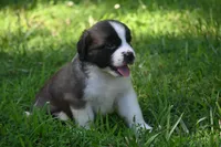 Lassie Purebred St Bernard Registered / Pedigree female , a female Saint Bernard for sale in Kansas City, MO – 3 of 10