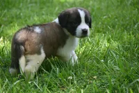 Bigly Purebred St Bernard Registered / Pedigree male , a male Saint Bernard for sale in Kansas City, MO – 7 of 8