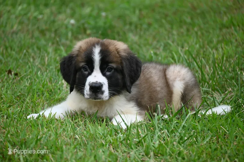 Purebred St Bernard Registered / Pedigree Calmly Male – Saint Bernard puppy for sale in Kansas City, MO
