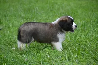 Purebred St Bernard Registered / Pedigree Calmly Male, a male Saint Bernard for sale in Kansas City, MO – 5 of 9