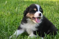 Tri Male Brutus, a male Australian Shepherd for sale in Kansas City, MO – 2 of 8