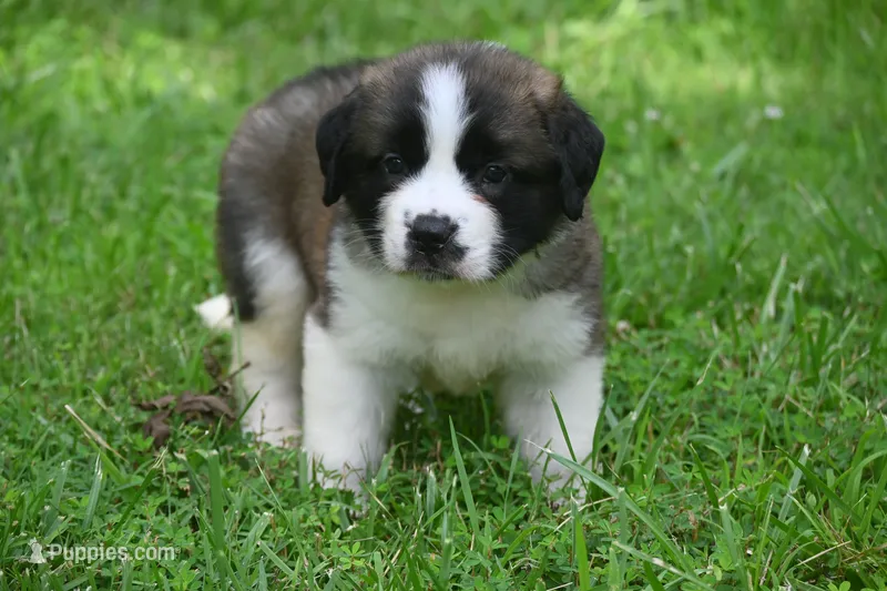 Purebred St Bernard Registered / Pedigree Calmly Male – Saint Bernard puppy for sale in Kansas City, MO