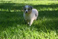 Blue Merle Female Ellyse Blue Eyes, a female Australian Shepherd for sale in Kansas City, MO – 10 of 10