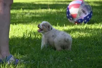 Red Merle Male John Wayne Blue Eyes, a male Australian Shepherd for sale in Kansas City, MO – 7 of 10