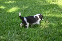 Simon Purebred St Bernard Registered / Pedigree Male, a male Saint Bernard for sale in Kansas City, MO – 6 of 10