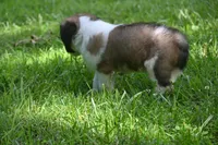 Bigly Purebred St Bernard Registered / Pedigree male , a male Saint Bernard for sale in Kansas City, MO – 4 of 8