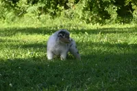 Blue Merle Female Ellyse Blue Eyes, a female Australian Shepherd for sale in Kansas City, MO – 8 of 10