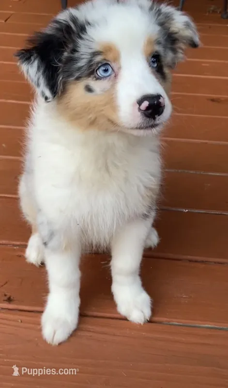 Blue Merle Female Ellyse Blue Eyes – Australian Shepherd puppy for sale in Kansas City, MO