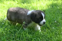Lassie Purebred St Bernard Registered / Pedigree female , a female Saint Bernard for sale in Kansas City, MO – 6 of 10