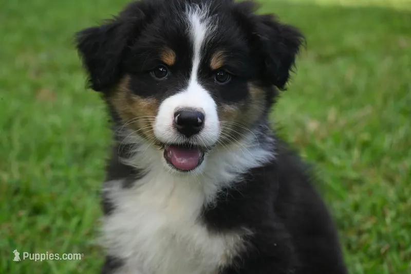 Tri Male Brutus – Australian Shepherd puppy for sale in Kansas City, MO