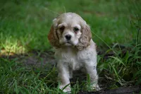 Blonde Beauty Cocker Male Pedgiree Registered Ready to go home. , a male Cocker Spaniel for sale in Kansas City, MO – 2 of 8
