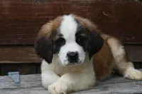 Birdie 4958 F Avail w or w/o registration , a female Saint Bernard for sale in Kansas City, MO – Photo 5 of 10