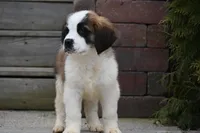 Birdie 4958 F Avail w or w/o registration , a female Saint Bernard for sale in Kansas City, MO – Photo 8 of 10