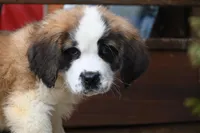Birdie 4958 F Avail w or w/o registration , a female Saint Bernard for sale in Kansas City, MO – Photo 7 of 10