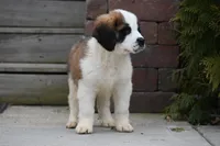 Birdie 4958 F Avail w or w/o registration , a female Saint Bernard for sale in Kansas City, MO – Photo 10 of 10