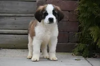Birdie 4958 F Avail w or w/o registration , a female Saint Bernard for sale in Kansas City, MO – Photo 2 of 10