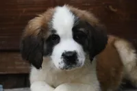 Birdie 4958 F Avail w or w/o registration , a female Saint Bernard for sale in Kansas City, MO – Photo 1 of 10