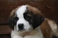 Birdie 4958 F Avail w or w/o registration , a female Saint Bernard for sale in Kansas City, MO – Photo 3 of 10