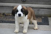Birdie 4958 F Avail w or w/o registration , a female Saint Bernard for sale in Kansas City, MO – Photo 6 of 10