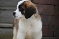 Birdie 4958 F Avail w or w/o registration , a female Saint Bernard for sale in Kansas City, MO – Photo 4 of 10