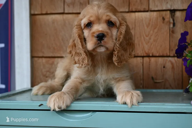 Cocker Spaniel Buff / Registered / Pedigree / Beautiful Pup! – Cocker Spaniel puppy for sale in Kansas City, MO