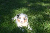 Blue Merle Female Sophie Blue Eyes, a female Australian Shepherd for sale in Kansas City, MO – 6 of 10